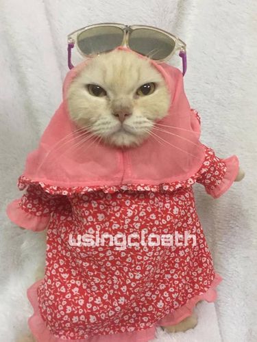 Koleksi baju kucing milik Fredi Lugina