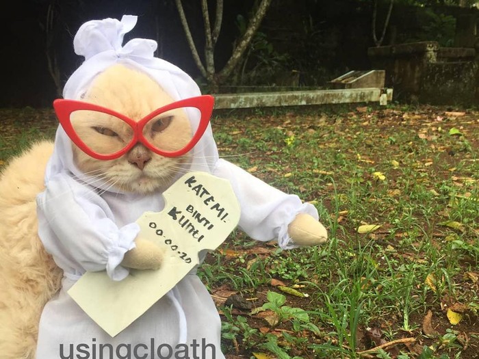 fredi lugina Koleksi baju kucing milik Fredi Lugina