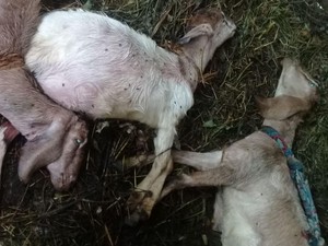 Misteri di Balik Matinya Puluhan Kambing di Kuningan