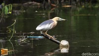 Burung Blekok sawah (Javan pond heron) keberadaannya masih umum dijumpai di wilayah rawa di Jakarta Utara.