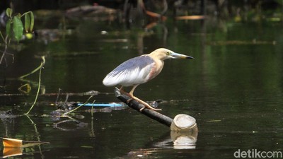 Mengintip Suaka Burung-burung di Ibu Kota