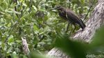 Mengintip Suaka Burung-burung di Ibu Kota