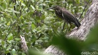 Burung Kokokan laut (Striated heron) pada usia remaja memiliki bulu dengan warna sedikit gelap.