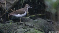 Burung Trinil pantai (Common sandpiper) memiliki ukuran kecil sekitar 18-24 centimeter. Salah satu jenis burung air yang lincah dan sensitif terhadap kehadiran manusia.