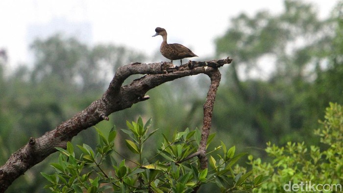 Pemandangan hutan mangrove di kawasan Jakarta dengan latar belakang gedung bertingkat menjadi adaptasi tersendiri bagi keberadaan burung-burung di ibu kota. Keberadaan burung di ibu kota harus mampu bertahan dengan kondisi perubahan habitat seperti yang terlihat di kawasan hutan mangrove di Jakarta Utara, Sabtu (12/12)