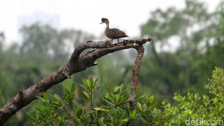 Mengintip Burung-burung Ibu Kota Pemandangan hutan mangrove di kawasan Jakarta dengan latar belakang gedung bertingkat menjadi adaptasi tersendiri bagi keberadaan burung-burung di ibu kota. Keberadaan burung di ibu kota harus mampu bertahan dengan kondisi perubahan habitat seperti yang terlihat di kawasan hutan mangrove di Jakarta Utara, Sabtu (12/12)