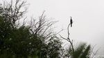 Mengintip Suaka Burung-burung di Ibu Kota