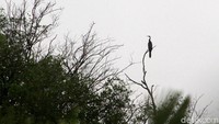 Burung Pecuk ular asia (Oriental darter) salah satu jenis burung air yang pandai menyelam ke dalam air. Bentuk kepalanya yang ramping, hampir menyerupai bentuk kepala ular.