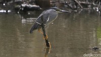 Burung Kokokan laut (Striated heron) adalah salah satu jenis burung air yang masih bertahan di ibu kota Jakarta.