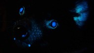 Penemuan Baru: Sejumlah Hewan Australia Mengeluarkan Cahaya di Bawah Sinar UV