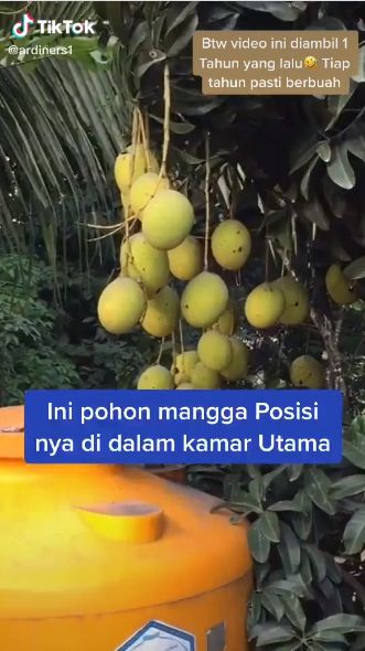 Pohon Nangka dan Mangga Tumbuh dalam Rumah, Netizen: Kuntilanak Bisa Ngerujak