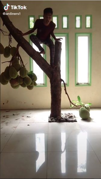 Pohon Nangka dan Mangga Tumbuh dalam Rumah, Netizen: Kuntilanak Bisa Ngerujak