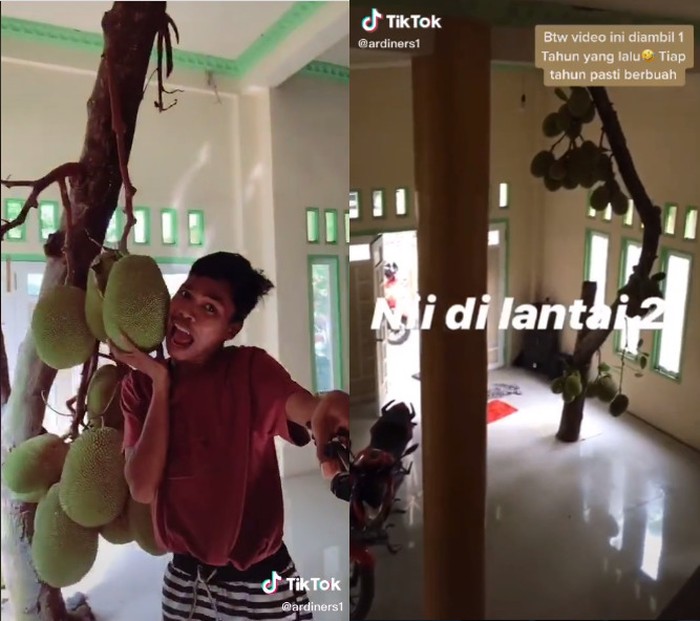Pohon Nangka dan Mangga Tumbuh dalam Rumah, Netizen: Kuntilanak Bisa Ngerujak
