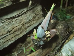 Pohon Pisang di Lamongan yang Telah Lama Mati Ini Malah Berbuah