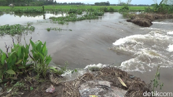 Tanggul Sungai Sempu di Desa Darungan, Kecamatan Yosowilangun jebol sepanjang 12 meter. Tanggul tersebut tak mampu menahan debit air yang meningkat.