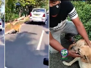 Tega, Pemobil Ini Ikat dan Seret Anjing di Belakang Mobil