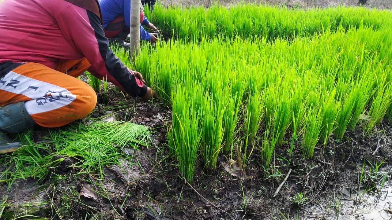 Ngamping Tradisi Makan Padi  Setengah Matang di  Perbatasan 