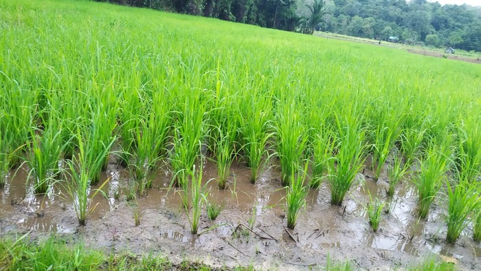 Area persawahan di Perbatasan Aruk