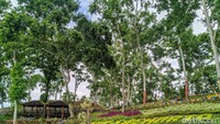 Sesampainya di puncak, wisatawan langsung dimanjakan dengan pemandangan perbukitan nan hijau memanjakan mata. Disini wisatawan bebas berfoto dan berjalan-jalan menikmati lokasi wisata.  Bukit Soeharto ini berada di petak 137 f wilayah Resort Pemangkuan Hutan (RPH) Badegan.