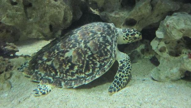 Derawan di Kalimantan Timur.
