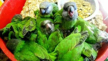 Sepiring salad. Foto: Bored Panda