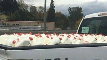 Mobil mengangkut ayam. Foto: Bored Panda