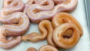 Kue yang baru keluar dari panggangan. Foto: Bored Panda