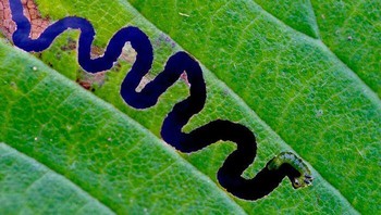 Sungai berkelok di tengah hutan hijau. Foto: Bored Panda