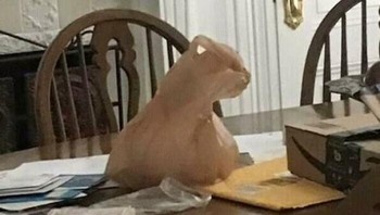 Kucing di atas meja. Foto: Bored Panda