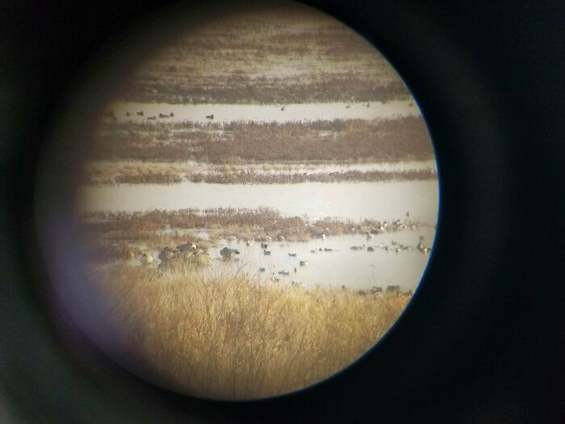 Gambar yang bikin terkecoh