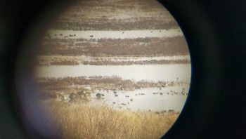 Foto planet Jupiter. Foto: Bored Panda