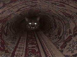 Bikin Mata Terkecoh, Foto Ini Musti Dilihat Dua Kali