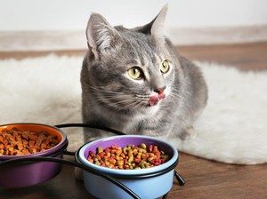 Makanan Kering Vs Basah, Mana yang Lebih Baik untuk Kucing?