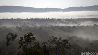 Kiri dan kanan mata selalu dihiasi pepohonan, sawit, dan rawa. Aspal panjang ini pun membelah hijaunya hutan Kalimantan.