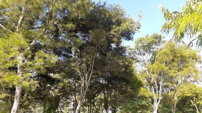 Pohon di Papua.