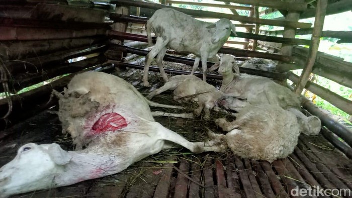 15 kambing di Kuningan menjadi korban makhluk diduga penghisap darah