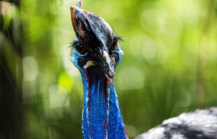 Burung kasuari (Casuarius casuarius)