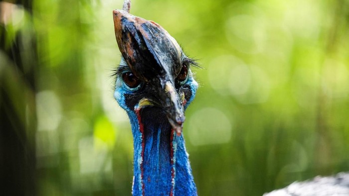 Burung kasuari (Casuarius casuarius)