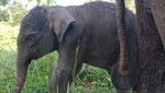 Anak Gajah Lahir Usai Induk Diselamatkan 27 Tahun Lalu dari Konflik