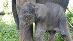 Anak Gajah Lahir Usai Induk Diselamatkan 27 Tahun Lalu dari Konflik