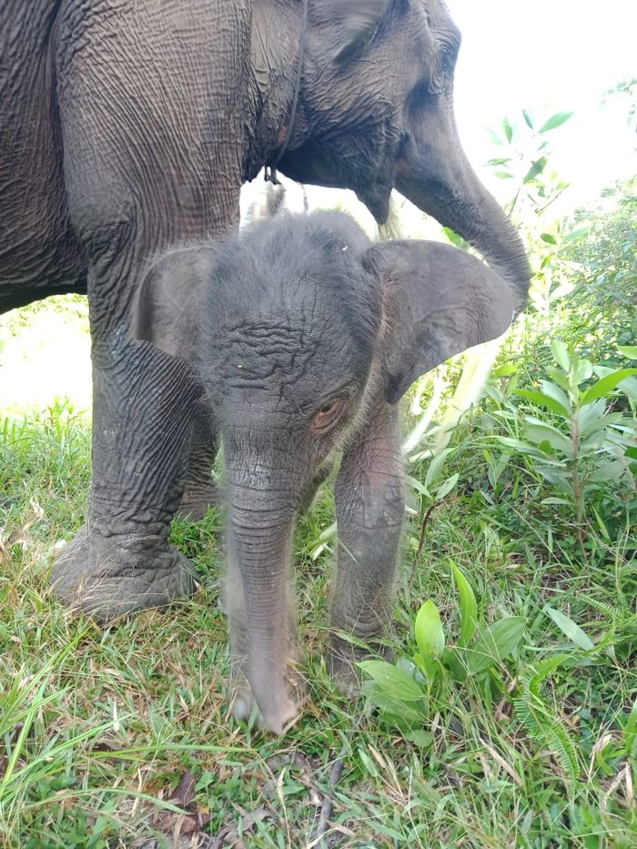 Gajah betina di camp Elephant Flying Squad di Taman Nasional Tesso Nilo, Pelalawan, Riau melahirkan bayi gajah jantan (Dok Balai TN Tesso Nilo) Gajah betina di camp Elephant Flying Squad di Taman Nasional Tesso Nilo, Pelalawan, Riau melahirkan bayi gajah jantan (Dok Balai TN Tesso Nilo)