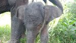 Anak Gajah Lahir Usai Induk Diselamatkan 27 Tahun Lalu dari Konflik