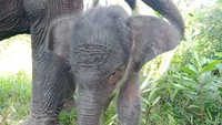 Gajah Lisa melahirkan pada Jumat (11/12) pagi sekitar pukul 05.00 WIB (Dok Balai TN Tesso Nilo)
