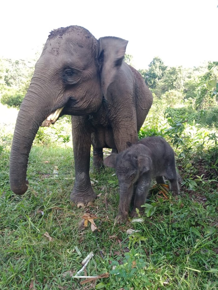 Gajah betina di camp Elephant Flying Squad di Taman Nasional Tesso Nilo, Pelalawan, Riau melahirkan bayi gajah jantan (Dok Balai TN Tesso Nilo) Gajah betina di camp Elephant Flying Squad di Taman Nasional Tesso Nilo, Pelalawan, Riau melahirkan bayi gajah jantan (Dok Balai TN Tesso Nilo)