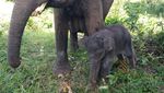 Anak Gajah Lahir Usai Induk Diselamatkan 27 Tahun Lalu dari Konflik