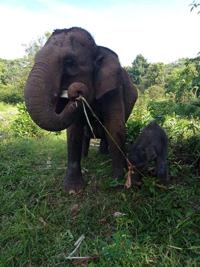 Gajah betina di camp Elephant Flying Squad di Taman Nasional Tesso Nilo, Pelalawan, Riau melahirkan bayi gajah jantan (Dok Balai TN Tesso Nilo) Gajah betina di camp Elephant Flying Squad di Taman Nasional Tesso Nilo, Pelalawan, Riau melahirkan bayi gajah jantan (Dok Balai TN Tesso Nilo)
