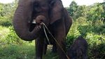 Anak Gajah Lahir Usai Induk Diselamatkan 27 Tahun Lalu dari Konflik