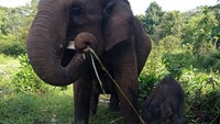 Gajah Lisa pertama kali melahirkan tahun 2007. Tahun 2009 akhir, dia melahirkan anak kedua. Anak ketiganya lahir tahun 2016 lalu (Dok Balai TN Tesso Nilo)