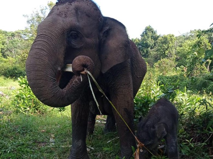 Gajah betina di camp Elephant Flying Squad di Taman Nasional Tesso Nilo, Pelalawan, Riau melahirkan bayi gajah jantan (Dok Balai TN Tesso Nilo)