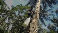 Nira merupakan bahan baku utama pembuatan minuman tradisional Maluku bernama sopi.